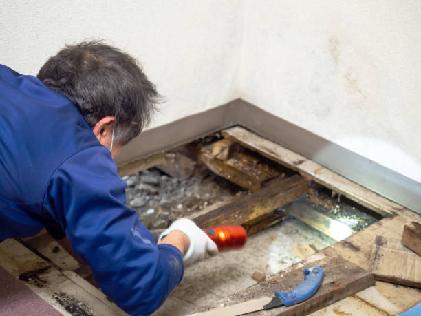 Best Mold Testing  in Lawrenceville, VA