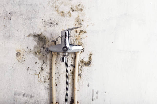 Best Mold Cleaning Services  in Lawrenceville, VA