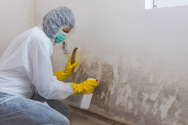 Trusted Lawrenceville, VA Mold Removal Experts