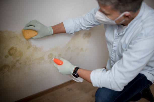 Best Affordable Mold Removal  in Lawrenceville, VA