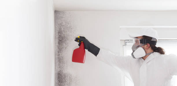 Best Mold Removal Company Near Me  in Lawrenceville, VA