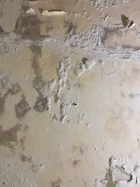 Best Mold Remediation Services  in Lawrenceville, VA