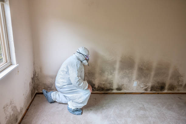 Best Toxic Mold Removal  in Lawrenceville, VA