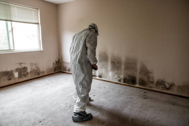 Best Professional Mold Removal  in Lawrenceville, VA