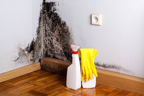 Best Same-Day Mold Removal  in Lawrenceville, VA