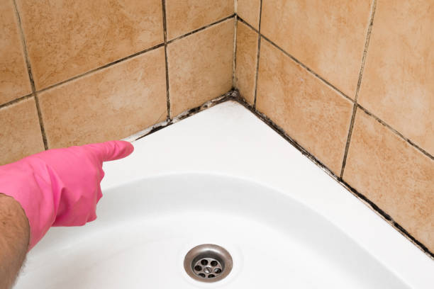 Mold Removal Process in Lawrenceville, VA